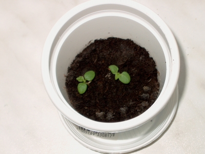 Ilo und Zet am 06.05.2007